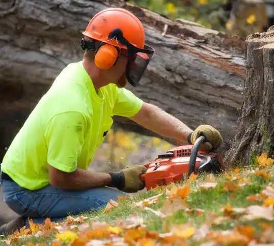 tree services Rome